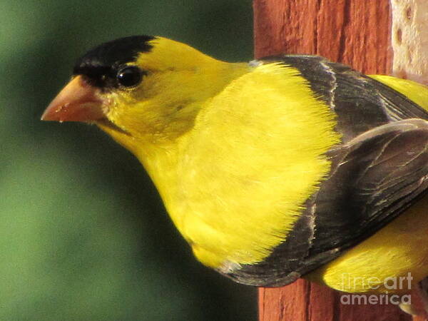 Goldfinch Poster featuring the photograph Eastern Goldfinch by Susan Carella