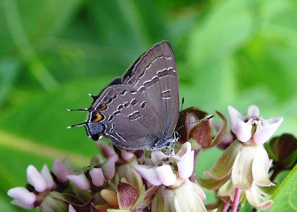 Nature Poster featuring the photograph Eastern Tailed Blue Butterfly by Peggy King