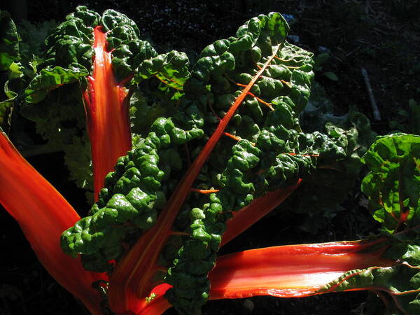 Chard Poster featuring the photograph Eat me by Derek Dean