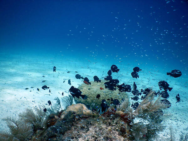 Biodiversity Poster featuring the photograph Eels, Fishes, And Coral by Carleton Ray