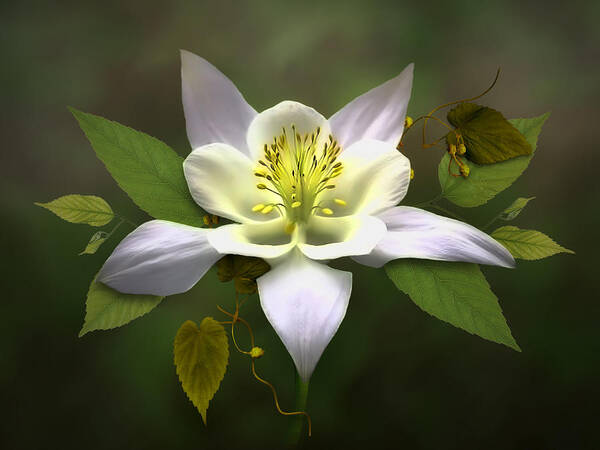 White Columbine Flower Poster featuring the digital art Elegant White Columbine by Nina Bradica