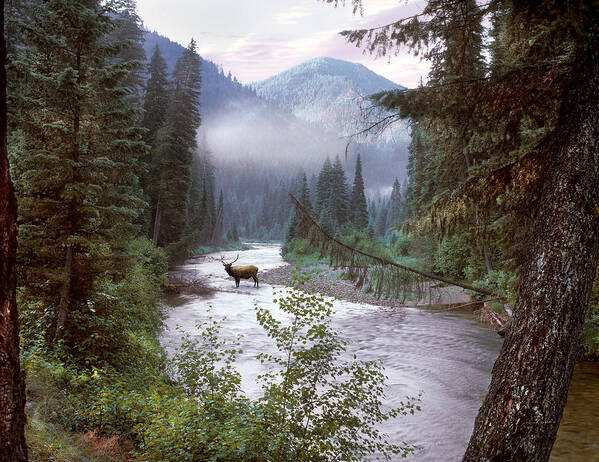 #faatoppicks Poster featuring the photograph Elk Crossing Selway River Idaho by Leland D Howard