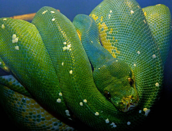 Emerald Tree Python Poster featuring the photograph Emerald Trouble by Susan Duda