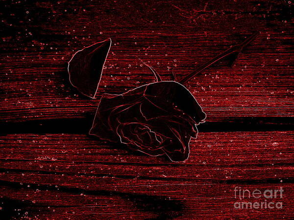 Rose Poster featuring the photograph Enjoy the Night by Renee Trenholm
