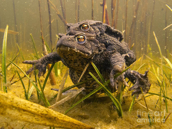 Nis Poster featuring the photograph European Toad Pair Mating Noord-holland by Jan Smit