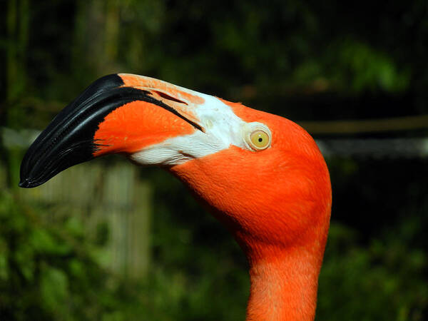 Flamingo Poster featuring the photograph Eye of the Flamingo by Bill Swartwout