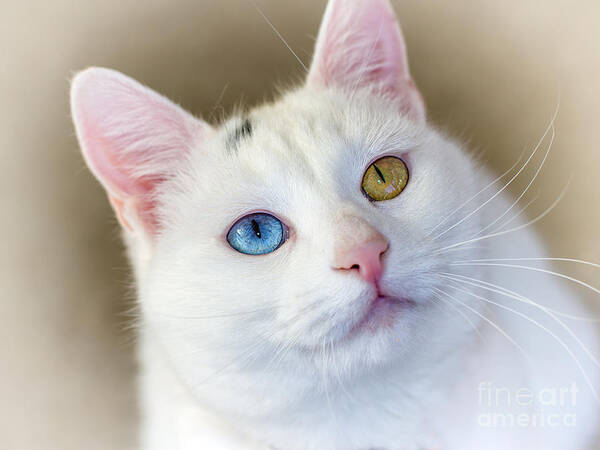 Cat Poster featuring the photograph Eyes Of A Different Color by Mimi Ditchie