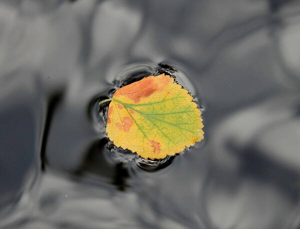 Fall Poster featuring the photograph Fall Leaf On Water by Trent Mallett