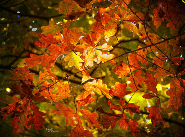 Fall/autumn Leaves Poster featuring the photograph Fall Lights The Leaves by Sandi OReilly