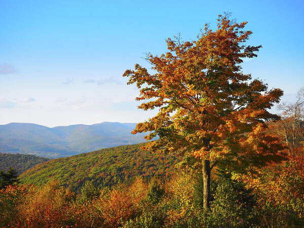 Fall Poster featuring the photograph Fall on Mt. Greylock by Kyle Wasielewski