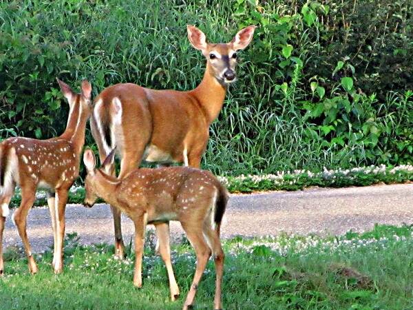 Deer Poster featuring the painting Family Love by Robert Nacke