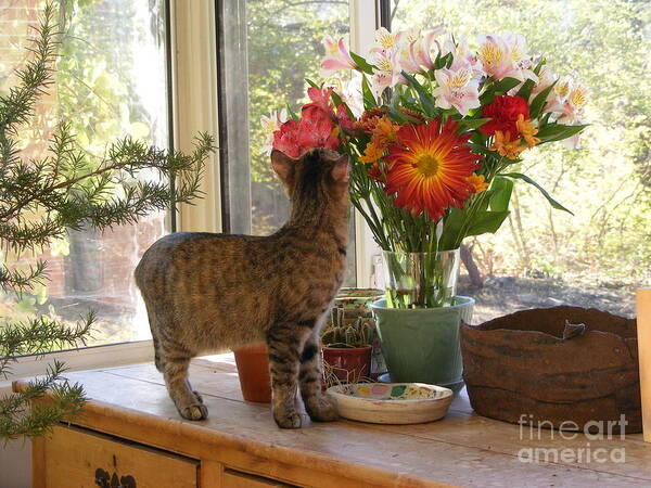 Cat Photography Poster featuring the photograph Feather with Flowers by Nancy Kane Chapman