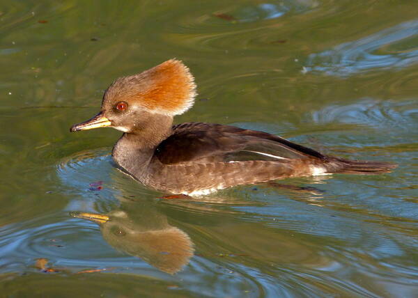 Duck Poster featuring the photograph Female Hooded Merganser by Jean Wright