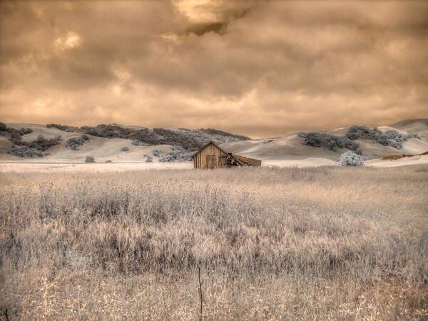 Barn Poster featuring the photograph Fields of Gold by Jane Linders