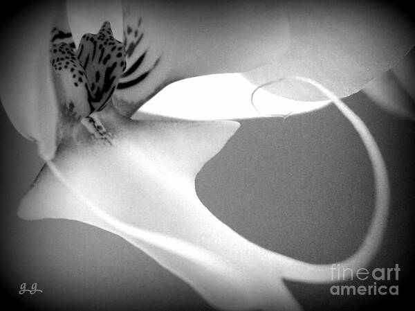 Orchid Poster featuring the photograph Fine Lines Black and White by Geri Glavis