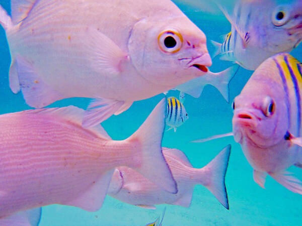 Fish Poster featuring the photograph Fish Frenzy by Carey Chen