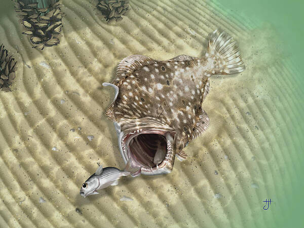 Flounder Poster featuring the digital art Fisherman's Post Flounder by Hayden Hammond