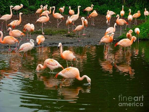 Flamingos Poster featuring the photograph Flamingos at Martin Mere by Joan-Violet Stretch