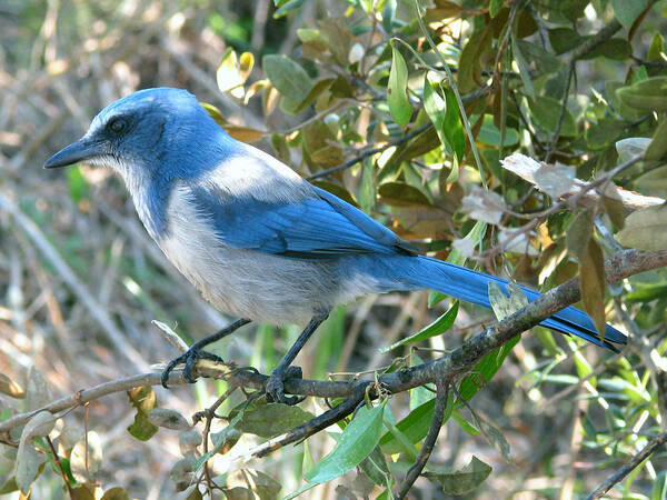 Nature Poster featuring the photograph Florida Scrub Jay by Peggy Urban