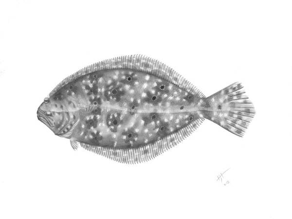 Flounder Poster featuring the drawing Flounder - Scientific by Hayden Hammond