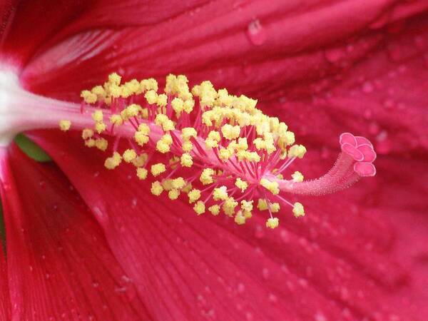 Flower Poster featuring the photograph Flower Garden 15 by Pamela Critchlow