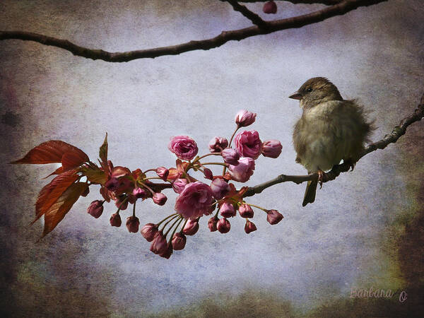 Sparrow Poster featuring the photograph Fluffy Sparrow by Barbara Orenya