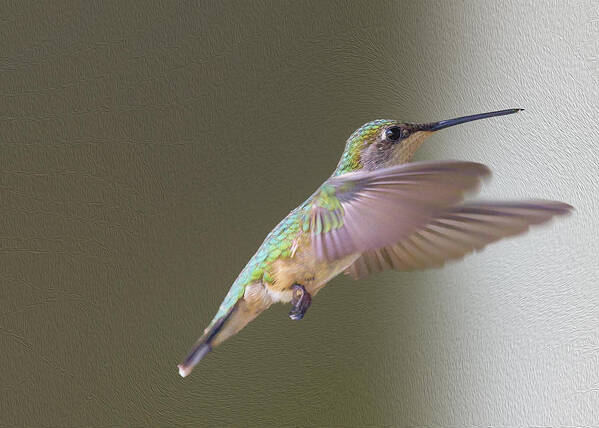 Hummingbird Poster featuring the photograph Flutter Hummer by Bill and Linda Tiepelman