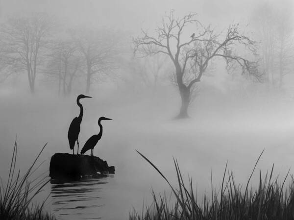 Birds Poster featuring the digital art Fog on the Lake by Nina Bradica