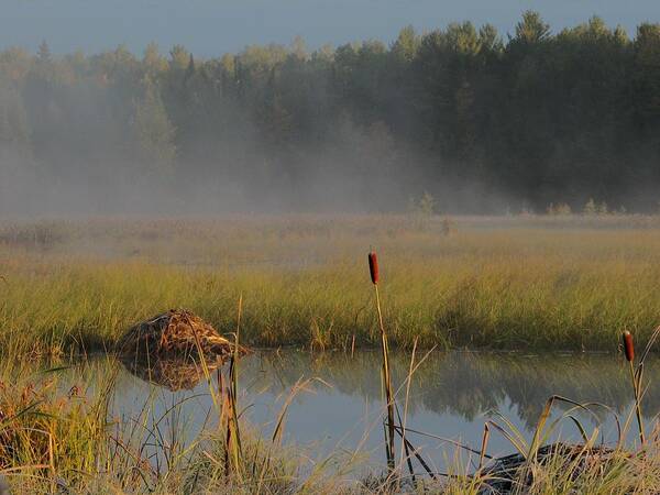 Eagle River Poster featuring the photograph Fog Over Wild Rice by Dale Kauzlaric