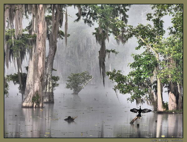 Orcinusfotograffy Poster featuring the photograph Foggy Anhinga by Kimo Fernandez