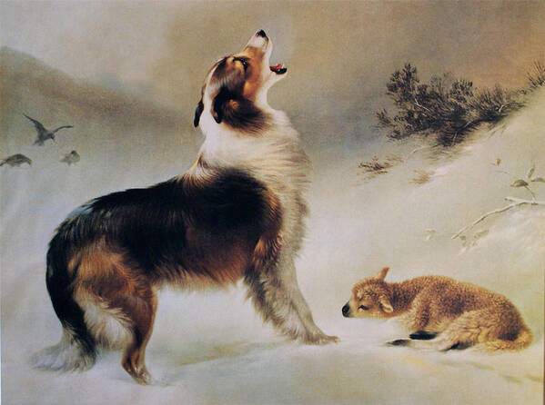 Collie Dog Poster featuring the painting Found by Albrecht Schenck