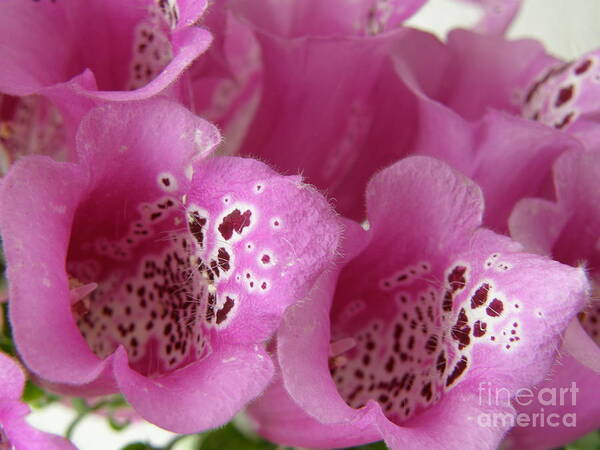 Foxglove Poster featuring the photograph Foxglove by Bev Conover