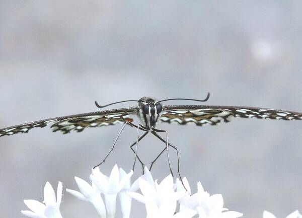 Butterfly Poster featuring the photograph Fragile by Ramabhadran Thirupattur