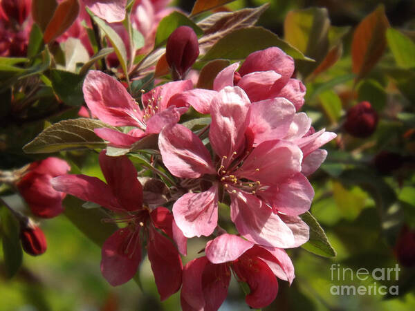 Crab Poster featuring the photograph Fragrant Crab Apple Blossoms by Brenda Brown