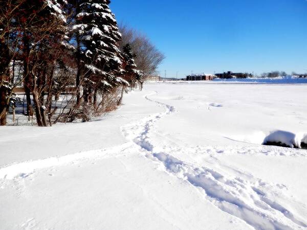 Snow Poster featuring the photograph Fresh Print On Kent's Pond by Zinvolle Art