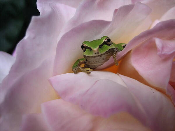 Chorus Frog Poster featuring the photograph Frog and Rose photo 1 by Cheryl Hoyle