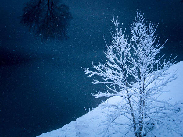 2014 Poster featuring the photograph Frosty Tree by a Dark Lake by George Harth