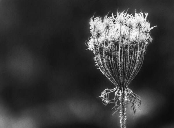 Queen Anne's Lace Poster featuring the photograph Frozen Queen by Melanie Lankford Photography