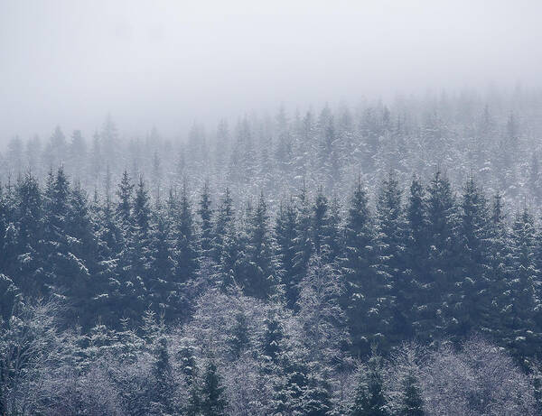 Frost Poster featuring the photograph Frozen Trees by Andreas Christensen