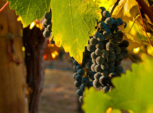 Grape Poster featuring the photograph Fruit of the Vine by Bill Gallagher