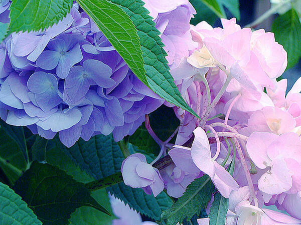 Purple And Pink Hydrangeas Poster featuring the photograph Full Circle by Ira Shander