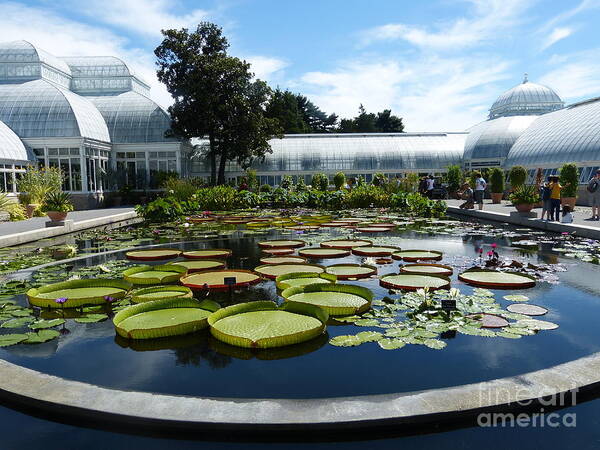 Garden Poster featuring the photograph Lily Pond @ New York Botanical Gardens by Marguerita Tan