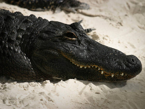 Alligator Poster featuring the photograph Gator in Sand by Anthony Jones