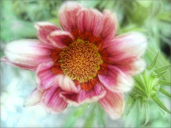 Gazania Poster featuring the photograph Treasure Flower Gazania by Louise Kumpf