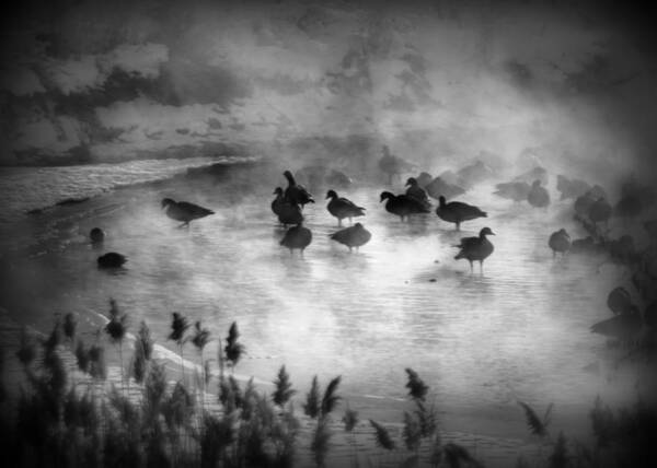 Geese Poster featuring the photograph Geese in The Fog by Nathan Abbott