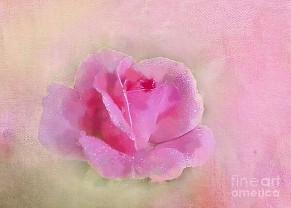 Pink Rose Poster featuring the photograph Gentle on My Mind by Betty LaRue