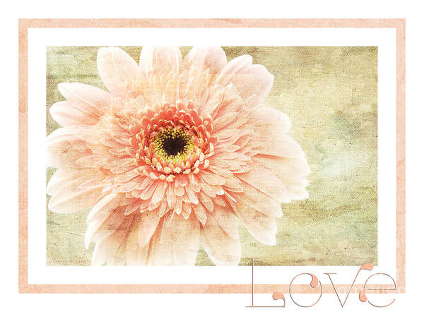 Gerber Poster featuring the photograph Gerber Daisy Love 1 by Andee Design