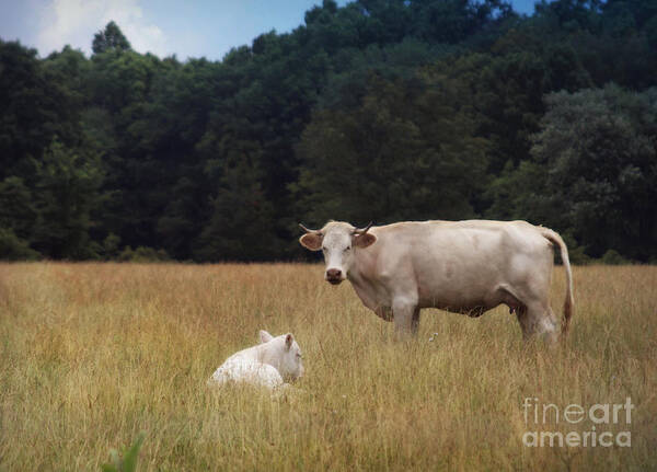 Cow Poster featuring the photograph Ghost Cow And Calf by Beth Ferris Sale
