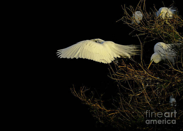 Flying Birds Poster featuring the photograph Ghost by Stuart Harrison