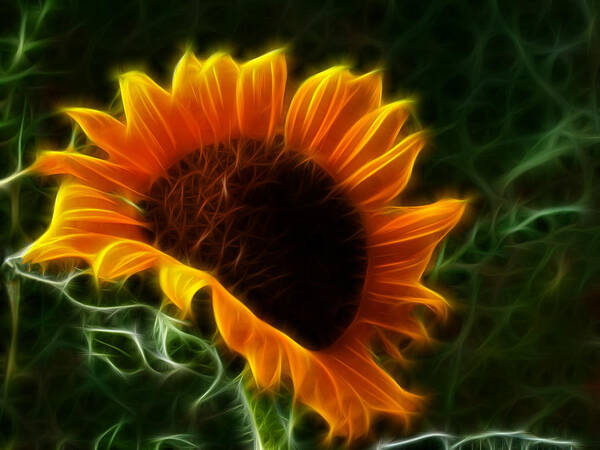 Sunflower Poster featuring the photograph Glowing Sunflower by Shane Bechler